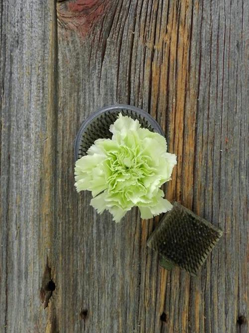 PRADO MINT GREEN CARNATIONS